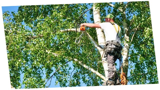 Jardineros profesionales