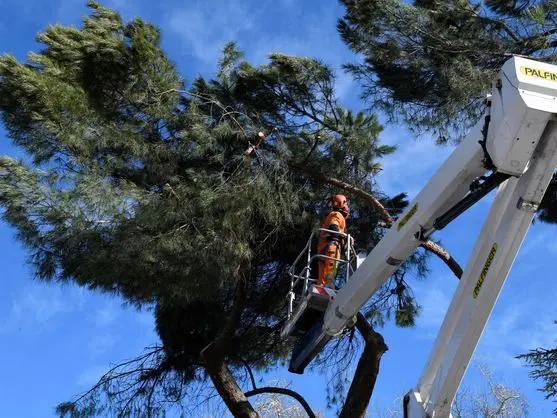 Podas y talas en altura, provincia de Ávila