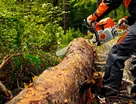 poda y tala de árboles en altura